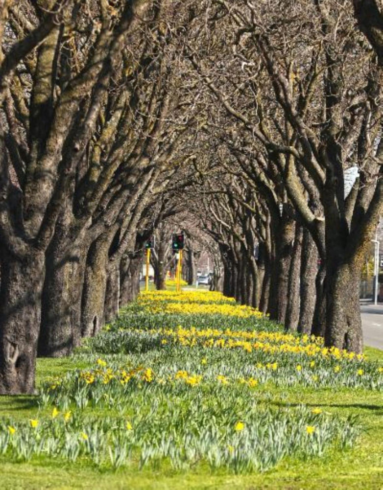 Inner City Delight Walk To Cathedral Square Christchurch Buitenkant foto